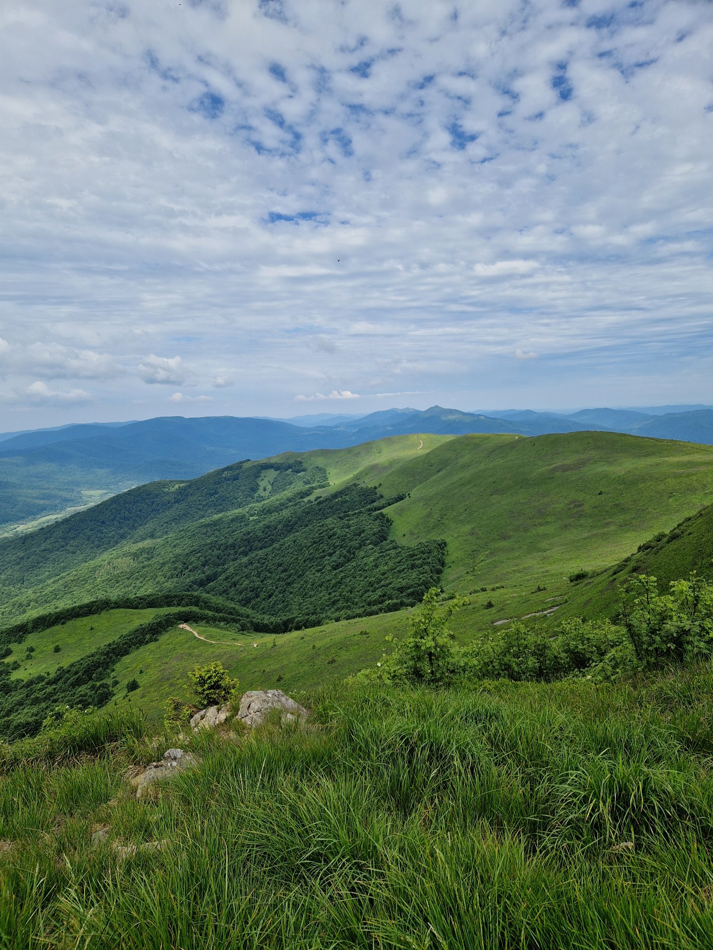 Tarnica